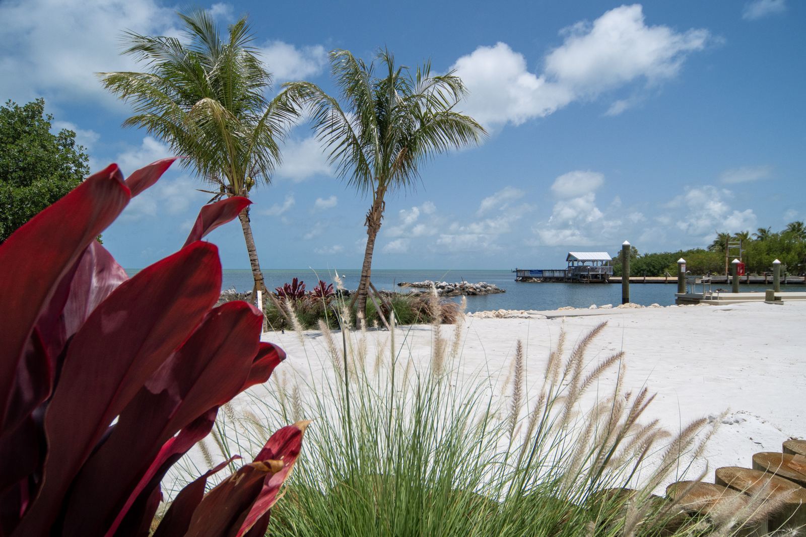 Palms and tropical plants on the private beach