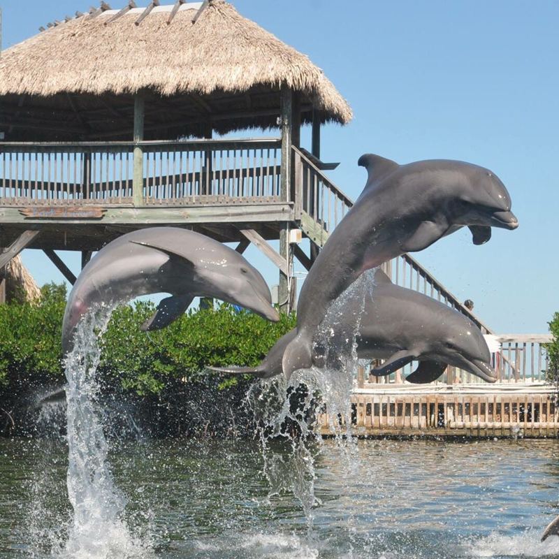 Dolphins leaping at the Dolphin Research Center