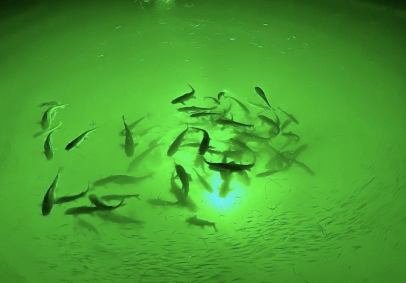 Fish gathering in the green glow of the underwater dock light