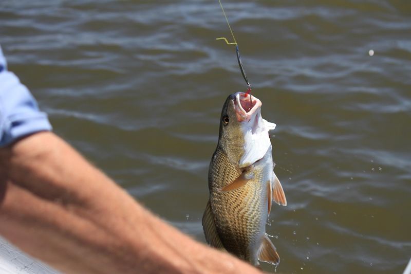 A fish caught on a line beside the dock