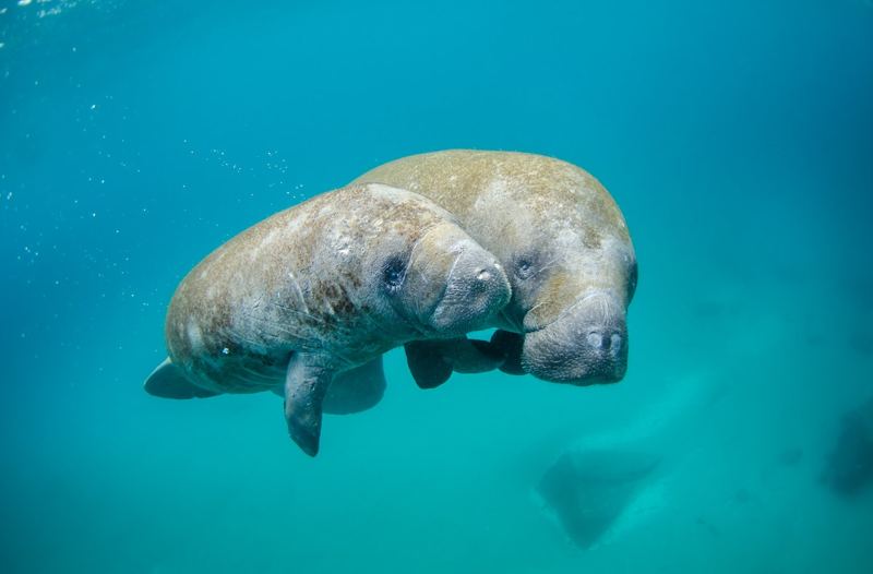 A manatee drifting through clear blue water