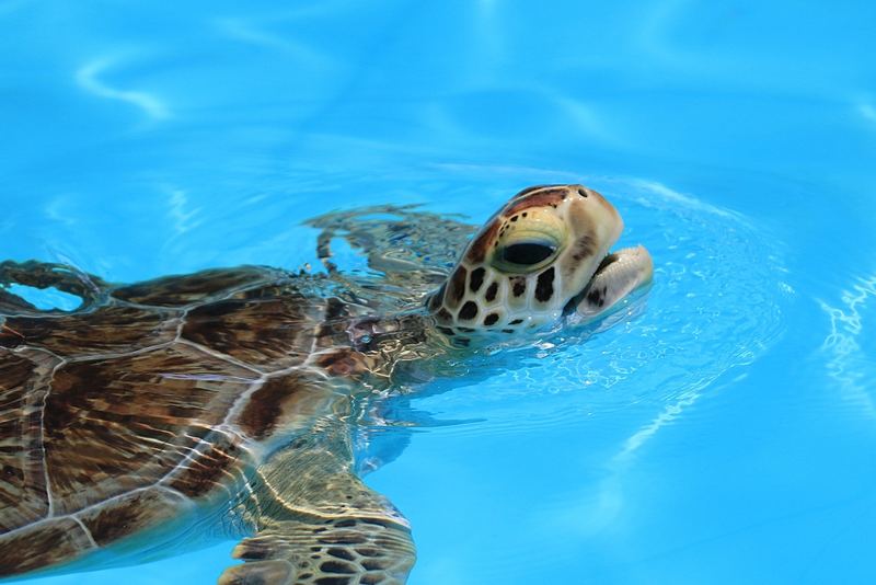 A sea turtle swimming in bright blue water